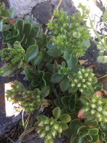Sedum spurium 'Voodoo'