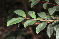 Pilidiostigma glabrum