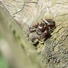 Macaroeris nidicolens