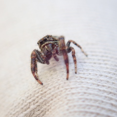 Macaroeris nidicolens