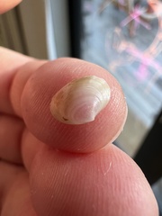 Kellia cycladiformis