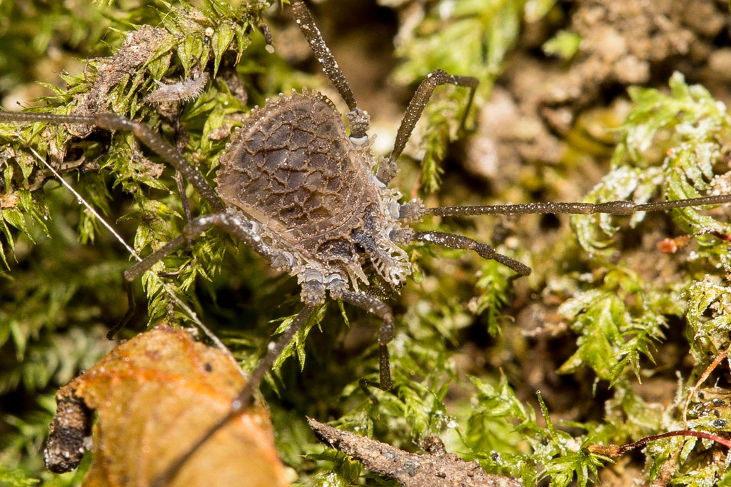 Ortholasma rugosum