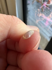 Kellia cycladiformis