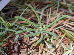 Pseudotsuga menziesii glauca