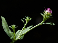Symphyotrichum greatae