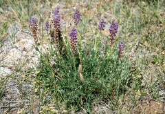 Lupinus lepidus confertus