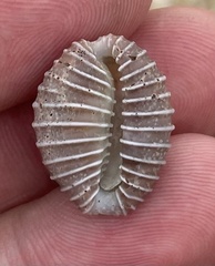 Pusula radians