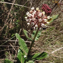 Asclepias otarioides