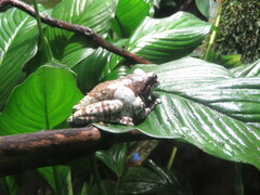 Trachycephalus resinifictrix