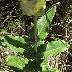 Asclepias otarioides