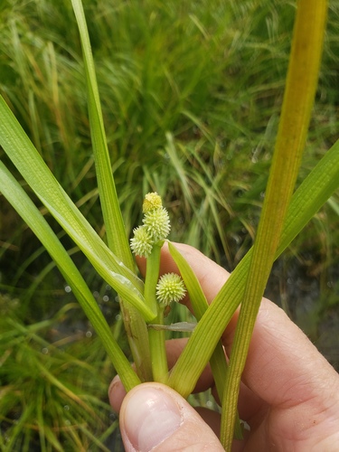 Sparganium glomeratum iNat (1)