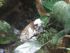 Trachycephalus resinifictrix