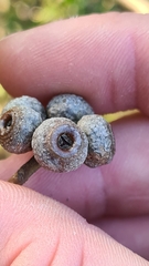 Eucalyptus capitellata