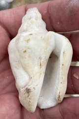 Persististrombus granulatus