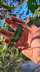 Eucalyptus capitellata