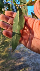 Eucalyptus capitellata