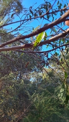 Eucalyptus capitellata