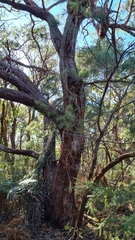 Eucalyptus capitellata