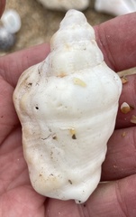 Persististrombus granulatus