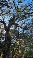 Eucalyptus capitellata