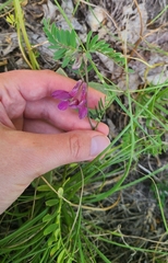 Vicia pannonica