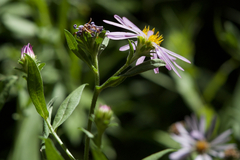 Symphyotrichum greatae