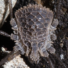 Ortholasma rugosum