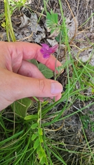 Vicia pannonica
