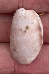 Bulla punctulata