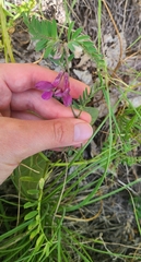 Vicia pannonica
