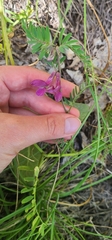 Vicia pannonica