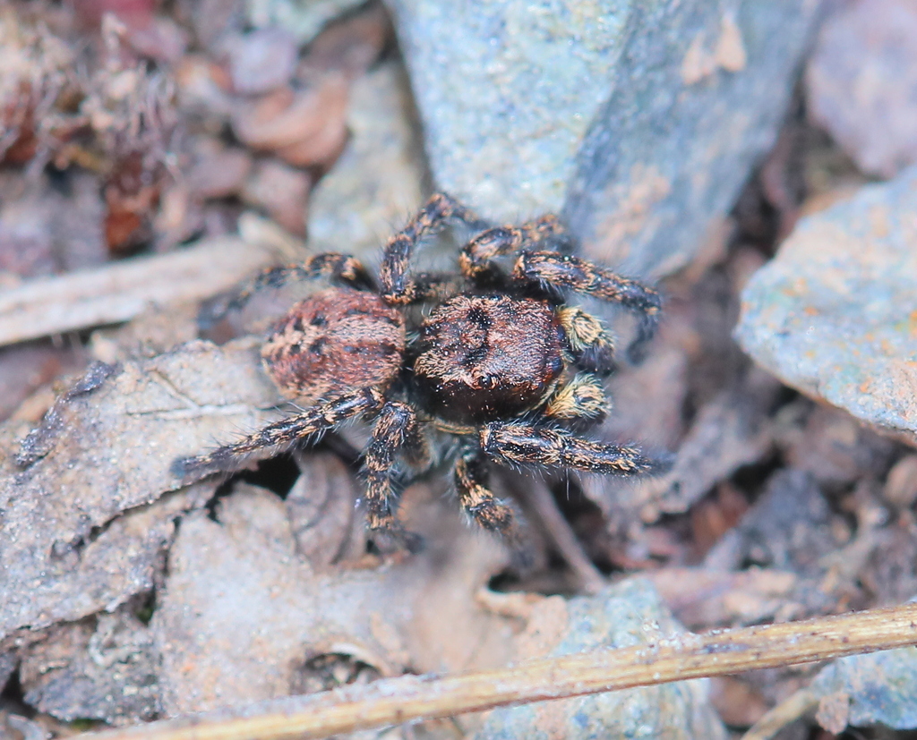Lapland Jumping Spider