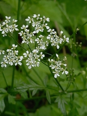 Anthriscus sylvestris