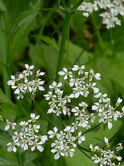 Anthriscus sylvestris
