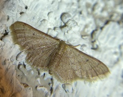 Idaea eremiata