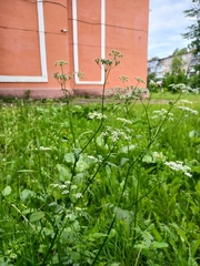 Anthriscus sylvestris