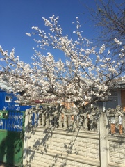 Prunus
