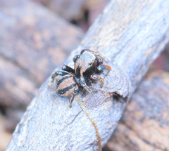 Habronattus altanus