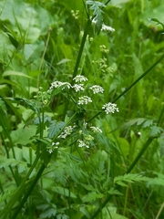 Anthriscus sylvestris