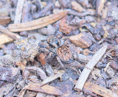Habronattus altanus