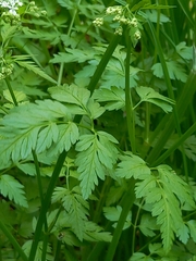 Anthriscus sylvestris