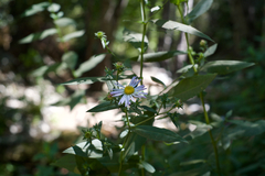 Symphyotrichum greatae