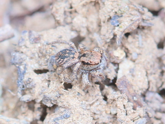 Habronattus altanus