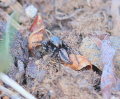 Habronattus altanus