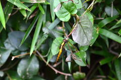 Orthetrum triangulare