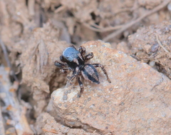Habronattus altanus