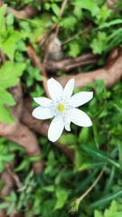 Eriocapitella rivularis