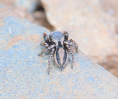 Habronattus altanus