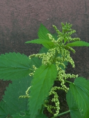 Urtica dioica