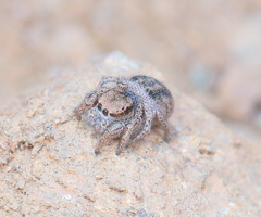 Habronattus altanus